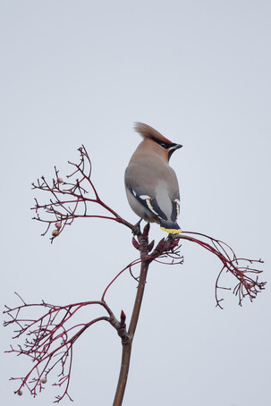 Thumbnail of Waxwing